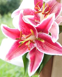 Lilium Stargazer